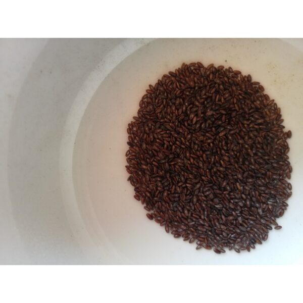 Psyllium Noir